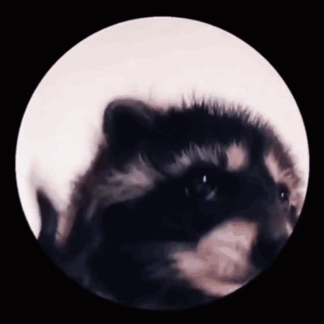 Mapache Pedro GIF - Mapache pedro - Descubrir y compartir GIFs Pedro Pedro Raccoon, Pedro Pedro Racoon, Pedro Raccoon Wallpaper, Pedro The Raccoon, Pedro Pedro Pedro Raccoon, Gif Profile Pictures For Discord, Discord Pfp Gif Aesthetic, Pedro Racoon, Gifs Pfp For Discord