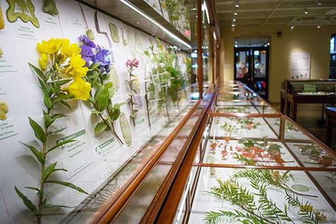 Repurposed Windows, Museum Exhibition Design, Nature Museum, Museum Displays, Museum Of Natural History, Glass Flowers, Glass Art Sculpture, Design Museum, Glass Artists