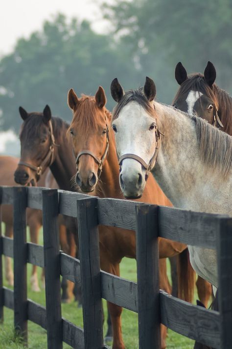 Electric Fencing For Horses, Types Of Fencing, Boarding Facility, Fencing Options, Horse Fencing, Cute Horse Pictures, Types Of Fences, Types Of Horses, Horse Aesthetic