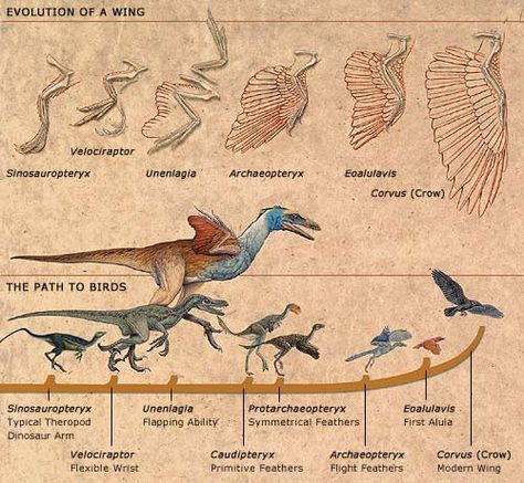 Bird Evolution Evolution Activities, Dinosaur Velociraptor, Life Science Activities, What Is A Bird, Biology Lessons, Modern Birds, Ancient Animals, Paleo Art, Extinct Animals