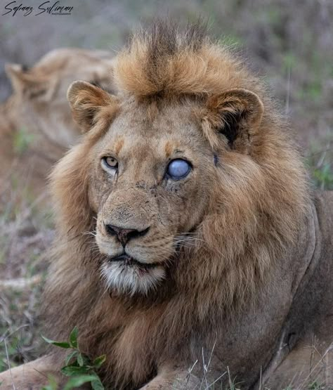 Blind In One Eye, Eye Injury, Lion Eyes, 3 Brothers, Lion Photography, Male Lion, Lion Pride, Lion Pictures, Unique Drawings