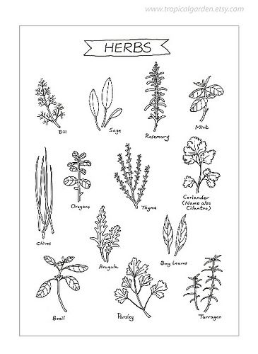 Herbs-Kitchen Art  #TuscanyAgriturismoGiratola Herbal Kitchen, Kitchen Flowers, Herbs Illustration, Illustration Kitchen, Pola Bordir, Culinary Art, Graphic Art Prints, Kitchen Art Prints, Leaves Illustration