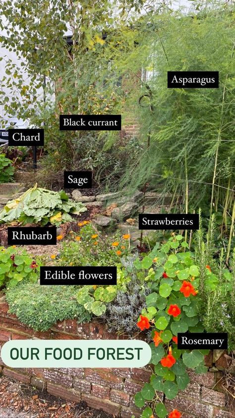 Food Forest Inspiration, Forest Vegetable Garden, Wild Vegetable Garden, Biodiversity Yard, Beautiful Permaculture Garden, Easy Herbs To Grow Outdoor, Pnw Garden Ideas, Food Forest Backyard, Forest Garden Backyards