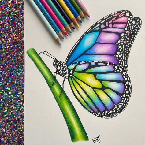 colors of summer in drawing Colorful Butterfly Drawing, Morgan Johnson, Colorful Butterflies Art, Light Butterfly, Pencil Drawing Images, Colors Of Summer, Color Pencil Sketch, Butterfly Art Painting, Skull Art Drawing