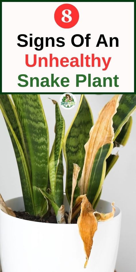 Snake plant care tips - 
Snake plant maintenance - 
Common snake plant problems - 
Snake plant diagnosis and care - 
Snake plant leaves turning yellow - 
Snake plant leaves turning brown - 
Snake plant leaves falling off - 
Snake plant root rot - 
Snake plant pests - 
Nutrient deficiencies in snake plant - what's wrong with my snake plant - Snake Plant Indoor - Snake Plant Care - Indoor Plants - Household Plants - The Cure - Succulents -  Snake plant care tips
-what's wrong with my snake plant Snake Plant Problems, Snake Plant Indoor, Snake Plant Care, Plant Signs, Houseplant Care, Snake Plants, Plant Indoor, My Plant, Plant Problems