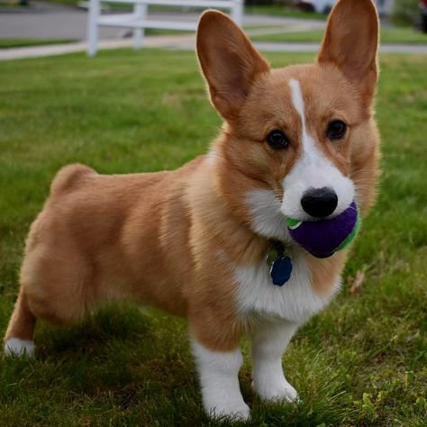 pembroke welsh corgidog breeds cardigan welsh corgi pembroke welsh corgi colors pembroke welsh corgi price pembroke welsh corgi for sale shiba inu small dog breeds #centralfloridacorgis #corgimoms #corgilover #corgilife #corgibaby #corgipuppy #corgicommunity #corgimom #corgiplanet #corgiquarantine #corgiaddict #welshcorgi #pembrokewelshcorgilove #Pembrokewelshcorgidog #pembrokewelshcorgi #zippypawfrisbee #zippypawdog #zippypawcorgi #zippypaws #orlandocorgis #corgisoforlando Corgi Colors, Welsh Corgi Pembroke, Baby Corgi, Corgi Puppies, All Breeds Of Dogs, Corgi Mom, Corgi Pembroke, Cardigan Welsh Corgi, Corgi Puppy