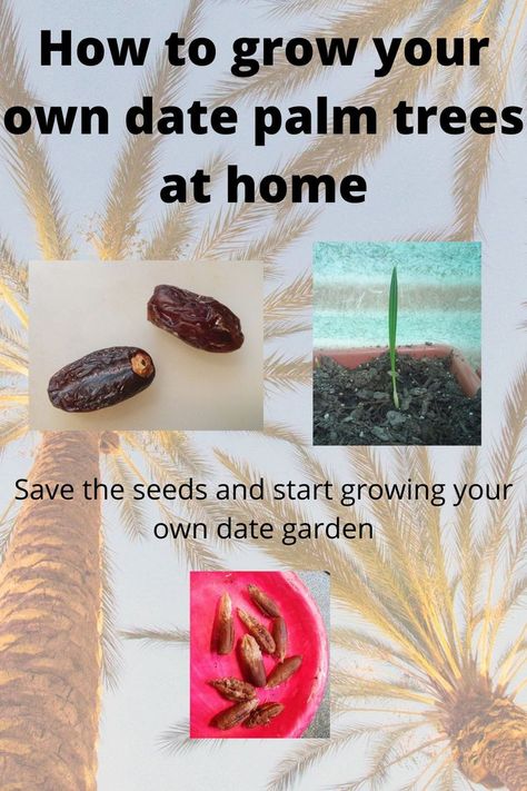 A step by step on how to grow your own date palm trees using seeds you saved from dates you ate. If you love dates, try growing your own trees and harvesting your own dates. Growing Dates From Seed, How To Grow Palm Trees From Seed, Date Seeds Planting, How To Grow Dates From Seed, How To Grow Dates, Growing Dates, Allotment Planning, Date Seeds, Date Tree