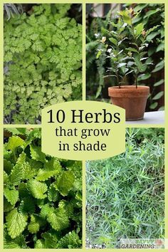 Perrenial Herbs, Container Herbs, Growing Herbs Outdoors, Raised Bed Herb Garden, Homegrown Herbs, Raised Herb Garden, Best Herbs To Grow, Easy Herbs To Grow, Herbs To Grow