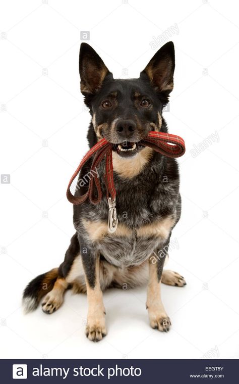 Australian Cattle Dog Holding Leash In Mouth Stock Photo, Royalty ... Red Heelers, Blue Heelers, Red Heeler, Australian Cattle Dogs, Farm Dogs, Cattle Dogs, Blue Heeler, Australian Cattle Dog, Cattle Dog