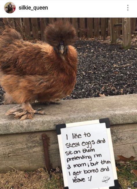 Chicken Shaming, Chicken Wisdom, Chicken Memes, Meme Animals, Robot Soldier, Pet Shaming, Calm Color Palette, Animal Shaming, Backyard Chicken Coop Plans