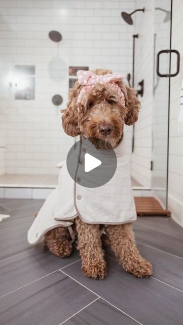 Matthews Legacy Farm | Goldendoodle Breeder on Instagram: "✨ The correct way to BRUSH A DOODLE! 🪮 You’ll need a Slicker Brush, Dematting Comb, and Tooth Comb! ✂️ Depending on the haircut and coat, groomers highly suggest brushing every other day! • you’ll want to line brush • start by holding sections of fur in opposite direction and w slicker brush, brush in direction of fur • check your work using a comb • place comb down to skin and it should easily pass fur • rinse and repeat 🔁 *optional* if areas are matted very carefully use a dematting comb to break thru tangled fur* Remember to introduce brushing early on in puppy’s training journey to foster a pawsitive grooming experience 🐾🫶🏼✨ Treatos always welcome 🤎 #BrushingLikeAPro #DoodleGrooming #FurMasterpiece #HappyDoodles # Doodle Teddy Bear Haircut, Puppy Grooming Styles, Goldendoodle Haircuts, Goldendoodle Breeders, Happy Doodles, Slicker Brush, Puppy Grooming, The Haircut, Grooming Style