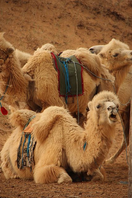 The Tengger Desert (Mongolian: Тэнгэр цөл, lit. Sky Desert, Chinese: 腾格里沙漠; pinyin: Ténggélǐ Shāmò) covers about 36,700 km2 and is mostly in the Inner Mongolia Autonomous Region in China. Mongolian Desert, Chinese Deserts, Desert House, Desert Homes, Inner Mongolia, China Travel, Central Asia, 14th Century, Mongolia