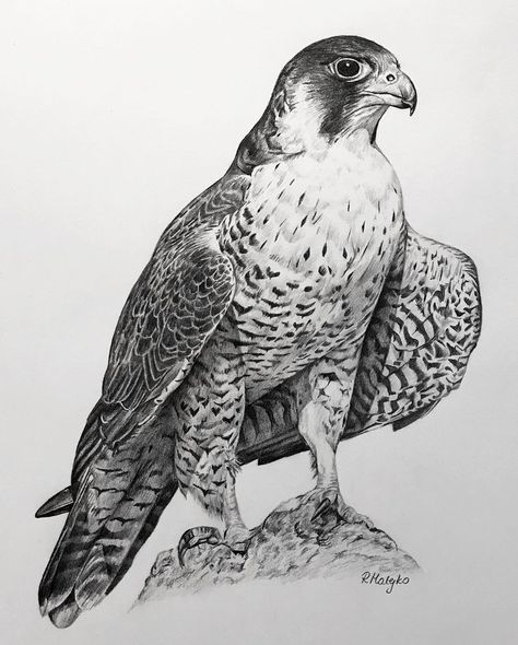 Falcon Drawing, Pencils Mechanical, Falcon Art, Realistic Animal Drawings, Tree Drawings Pencil, Eagle Drawing, Bird Sketch, I Am Exhausted, Spirit Animal Art