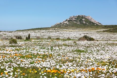 Namaqualand Flowers in bloom, Northern Cape, South Africa Visit South Africa, African Travel, Africa Do Sul, South Africa Travel, Southern Africa, Africa Travel, Tourist Attraction, Beautiful Beaches, West Coast