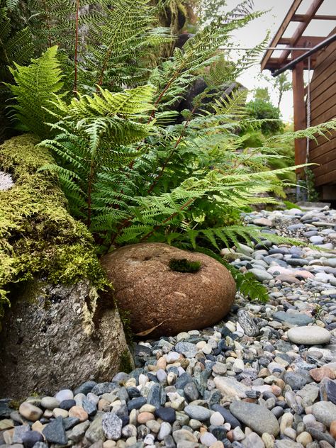 Pebbles, stones from the sea shore, ferns, moss Fern Rock Garden, Fern Rockery, Cottage Landscaping, Boulder Garden, Fern Moss, Tropical Landscape Design, Tropical Landscape, Rock Gardens, Fern Plant