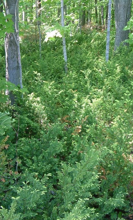 Taxus Canadensis | Taxus canadensis (Canada yew) - NRE 436 (also EEB or ENVIRON) Fortingall Yew, Cedrus Atlantica, Cupressus Sempervirens Totem, Taxus Canadensis, 7 Ft Douglas Fir Trees, Garden Bed Layout, Conifers Garden, Forest Garden, Woodland Garden