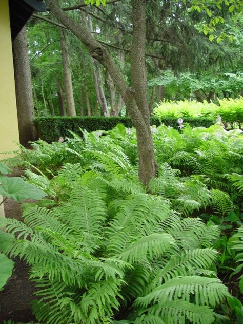 ostrich fern massing Cheap Landscaping Ideas, Ferns Garden, Meteor Garden 2018, Garden Shrubs, Landscaping Supplies, Front Yard Landscaping Ideas, Yard Landscaping Ideas, Woodland Garden, Landscaping Tips