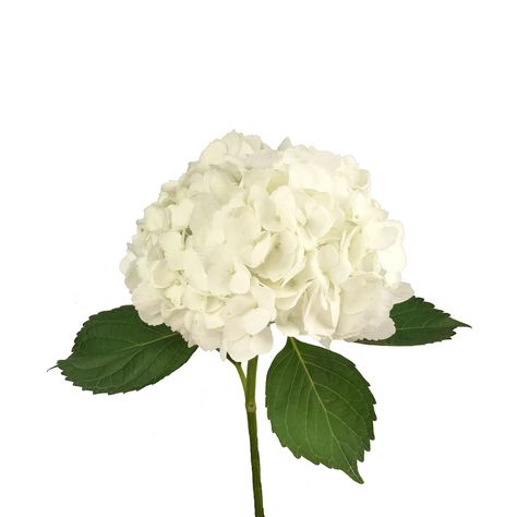 Create a classic, garden romance floral arrangement with White Hydrangea Flowers. Hydrangeas are a wedding favorite, featuring small, clover-shaped blooms that form a large focal flower. They have a pure white hue, perfect for a classic, monochromatic look. White Hydrangea Bouquet, Hydrangea White, Hydrangea Care, Most Popular Flowers, Bridal Shower Inspiration, Popular Flowers, Planting Hydrangeas, September 1st, Hydrangea Flowers