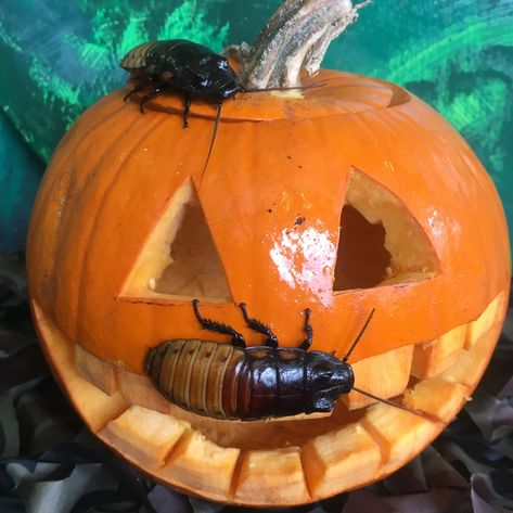 Happy Halloween from A1 Exterminators! 👻🎃 Nothing's scarier than #cockroaches in the candy bowl. 😱🐜🍬 In fact, this suburb had to cancel #Halloween after a neighbor's trash was found full of roaches. 🚧😢 Read the full story here: https://www.usatoday.com/story/news/nation/2022/10/30/cockroach-infestation-michigan-halloween-trick-or-treating/10646119002/ Hissing Cockroach, Madagascar Hissing Cockroach, Winter Core, Oc Things, Cool Bugs, Creepy Crawlies, Arthropods, Candy Bowl, Pumpkin Faces