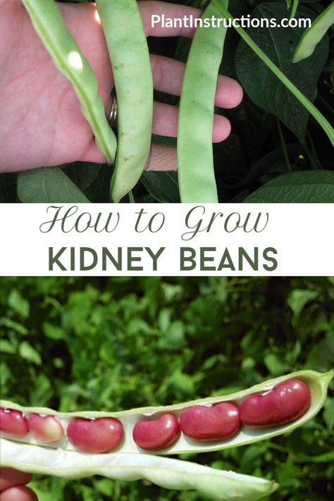 If you're interested in learning how to grow kidney beans, keep reading this easy to follow gardening guide! #kidneybeans #plantinstructions via @plantinstructio Growing Bush Green Beans, How To Grow Green Beans From Seeds, Growing Green Beans From Seeds, Planting Green Beans From Seeds, Planting Beans From Seed, Green Beans Growing, Bean Planting, Patio Goals, Garden Beans