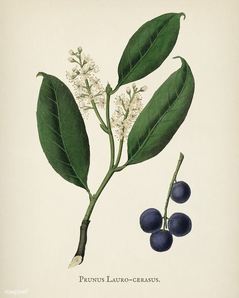 Public Domain | Cherry laurel (Prunus laurocerasus) illustration from Medical Botany (1836) by John Stephenson and James Morss Churchill. Laurel Plant, Laurel Flower, Cherry Laurel, Prunus Laurocerasus, Kalmia Latifolia, Laurus Nobilis, Free Illustration Images, Mountain Laurel, Birds Of America