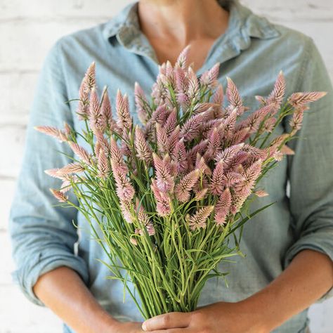 Hannah Flowers, Flamingo Feather, Feather Bouquet, Garden 2023, Flower Farming, Fall Flower, Cut Flower Garden, Annual Flowers, Flower Spike