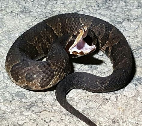 Cotton mouth Cotton Mouth Snake, Cotton Eyed Joe, Cotton Mouth, Snakes, Reptiles, Animal Pictures, Animals