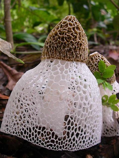 Bridal Veil Mushroom...actual non-scientific name Night Blooming Flowers, Alien Plants, Mushroom Plant, Lichen Moss, Mushroom Pictures, Plant Fungus, Bride Veil, Moon Garden, Mushroom Fungi