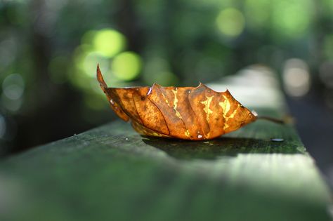 Cool leaf shot. Aperture Depth Of Field, Depth Of Field Photography, Deep Depth Of Field, Macro Photography Tips, Aperture Photography, Photography Assignments, Bokeh Photography, Photography Classes, Fields Photography