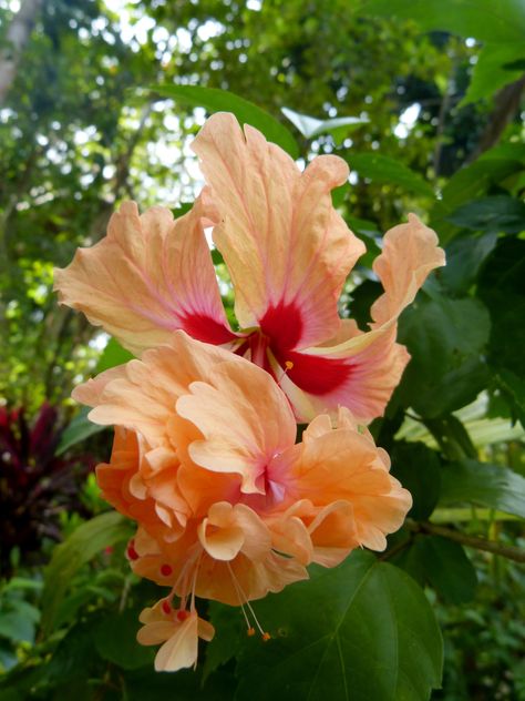 Stunning flora in Colombia: The biodiversity of this country is just impressive. The huge variety of plant species and Fauna captiavates most nature lovers and needs to be protected by all means. #Flora #colombia #biodiversity #ecotourism #travelandmakeadifference Colombia Flowers, Moth Tattoos, Coiba, Flora Y Fauna, Colombian Culture, Grayson Perry, Moth Tattoo, Group Project, Cali Colombia