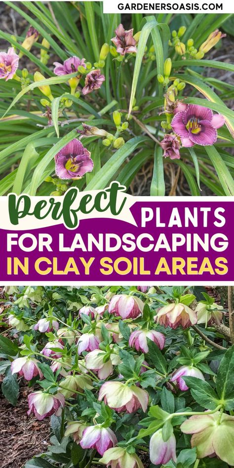 These are the best plants for clay soil. You'll find flowers, groundcover and perennials that will thrive in your clay soil garden. Plants For Clay Soil, Clay Soil Plants, Low Growing Ground Cover, Level Garden, Planting In Clay, Japanese Painted Fern, Partial Shade Plants, Full Sun Perennials, Sun Perennials