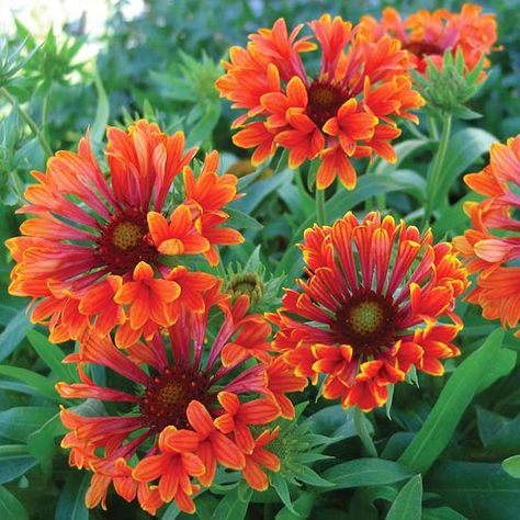 Orange Perennials, Easy Perennials, Blanket Flower, Landscape Gardening, Small Yards, Flower Words, Perennial Flowers, Hydrangea Not Blooming, Gardening Flowers