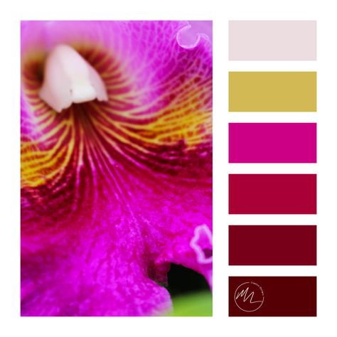 Colour Palette – Oncidium Orchid Orchid Color Palette, Oncidium Orchid, Oncidium Orchids, Orchid Color, Palette Color, Colour Palettes, Colour Palette, Color Inspiration, Color Combos