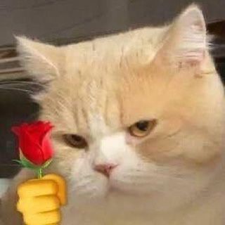 Flower Meme, Meme Bucin, Pei Ming, Meme Cat, Cute Jokes, Cute Cats Photos, Jokes Pics, Cat Icon, Flirting Memes