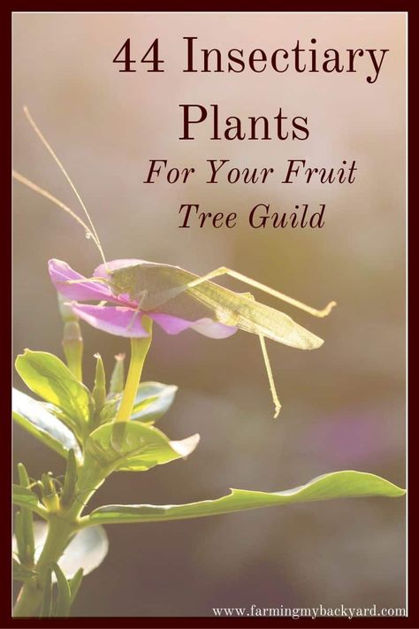 Permaculture Guilds, Fruit Tree Guild, Tree Guild, Yarrow Plant, Food Forest Garden, Diy Herb Garden, Herb Garden Design, Attracting Beneficial Insects, Backyard Vegetable Gardens