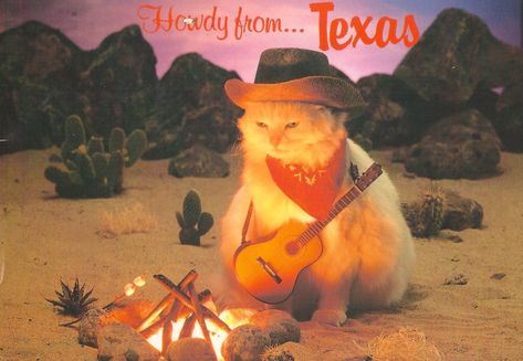 Cowboy Hat, A Cat, Cowboy, Texas