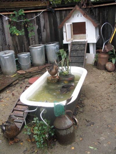 Raised duck pond then drain the water to use in the garden! Description from pinterest.com. I searched for this on bing.com/images Duck Shelter, Duck Housing, Duck Enclosure, Keeping Ducks, Duck Houses, Lucky Ducks, Duck Pens, Duck Bath, Backyard Ducks