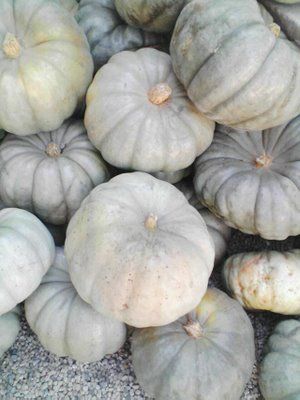 It’s the gray pumpkin Charlie Brown! | Happy Mundane | Jonathan Lo Gray Pumpkins, Stone Pumpkin, Green Pumpkins, Grey Pumpkin, It's The Great Pumpkin, Going Grey, Green Pumpkin, Thanksgiving Table Settings, Scandinavian Living