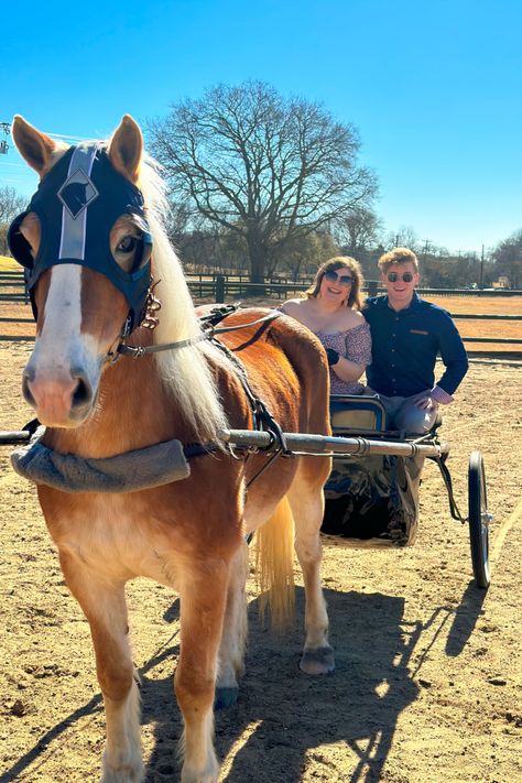 Horse Driving, Driving Horses, Picnic Brunch, Year Of The Horse, Horse Aesthetic, The Barn, Horse Girl, The Horse, Girls Out