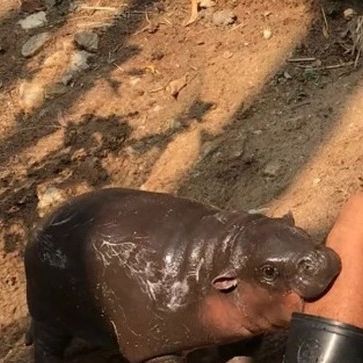 Hippo on Instagram: "Baby his attac 🦛💞 Follow @hippo_lover_life_ for more by @khamoo.andthegang #fiona_hippo #hippocampus #hippop #hippocrates #hippotherapy #hippopowerbank #babyhippo #hippocampe #hippogriff #hippopotame #hipposofinstagram #hippolove #hippomagazine #hippolife #animals #animal #animallovers #animallover #wildlife #wild #wildlifephotography #Hippo #animals # #rending #fionahippo #hippo #hippomag #hippopotamus #hippos #hippodrome" Hippo Campus, Angry Baby, Instagram Baby, Baby Animals Funny, Hippopotamus, Wildlife Photography, Guinea Pigs, Baby Animals, Funny Animals