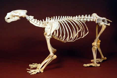 Polar bear skeleton Polar Bear Skeleton, Bear Anatomy, Bear Skeleton, Skeleton Muscles, Anatomy Skeleton, Bristol University, Zoo Photos, Hybrid Animals, Anatomy Bones