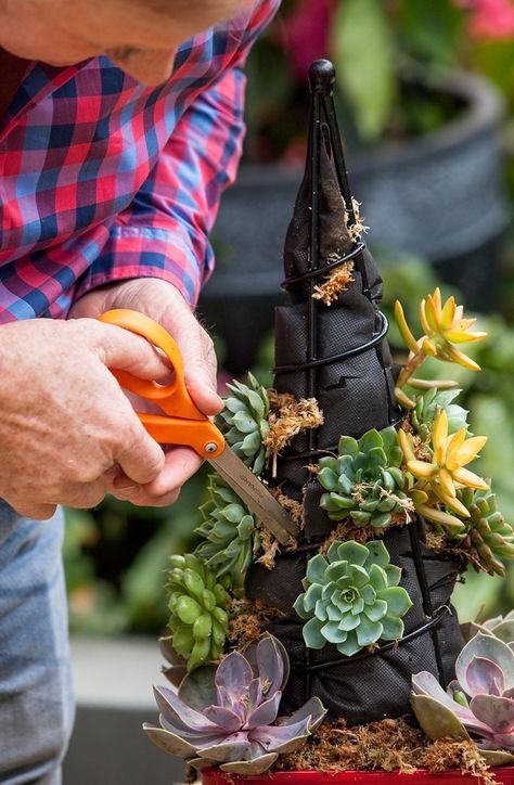 How to make a succulent Christmas tree | Better Homes and Gardens Succulent Christmas, Christmas Tree Idea, Succulent Potting Mix, Succulent Tree, Succulent Garden Design, Succulent Cuttings, Succulent Garden Diy, Fake Succulents, Christmas Plants