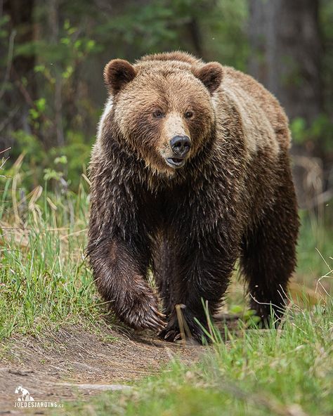 Joe Desjardins | Photographer on Instagram: “Grizzly bear of the Canadian Rockies 🇨🇦 . . . #ig_naturelovers #natureisamazing #grizzlybears #explorealberta #ig_animals #naturegeography…” Fathers Wallpaper, Grizzly Bear Aesthetic, Grizzly Bear Photography, Beruang Grizzly, Bear In Forest, Canadian Animals, Bear Photo, Wild Animals Painting, Visit Yellowstone