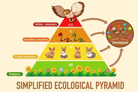 Ecological Pyramid, Bike Art Print, Yolo Aventuras, School Study Ideas, About Science, Science Projects For Kids, Ayat Alkitab, Radiology, Beauty Spa