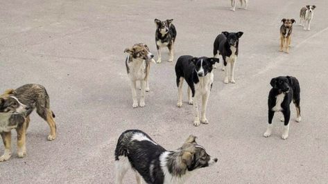 What the dogs of Chernobyl can teach us about life at the edge Chernobyl Nuclear Power Plant, Environmental Scientist, Radiation Exposure, Human Genome, Nuclear Disasters, Nuclear Power Plant, Chernobyl, Nuclear Power, The Dogs