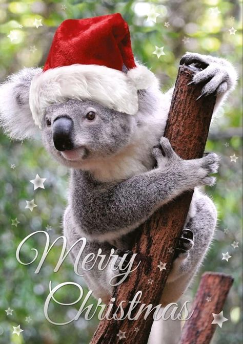 Koala Tattoo, Christmas Cards Online, Australian Fauna, Christmas Card Online, Christmas In Australia, Aussie Christmas, Australian Christmas, Australia Animals, Baby Koala