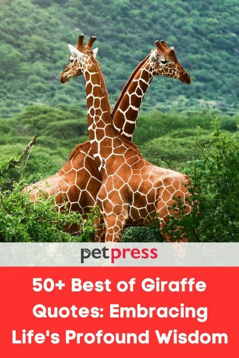 Be inspired and motivated when life gets tough with quotes from the tallest land mammal in the world - a giraffe! This collection of inspiring #GiraffeQuotes will empower you to keep going even when times get tough. Explore words about courage, determination, resilience, and intelligence—all from this incredible animal. Discover your true strength within yourself and stay focused on achieving your goals with courage and determination! Giraffe Sayings Quotes, Giraffe Quotes Inspiration, Giraffe Quotes Funny, Giraffe Quotes, Giraffe Feeding, When Life Gets Tough, Catchy Slogans, African Proverb, True Strength