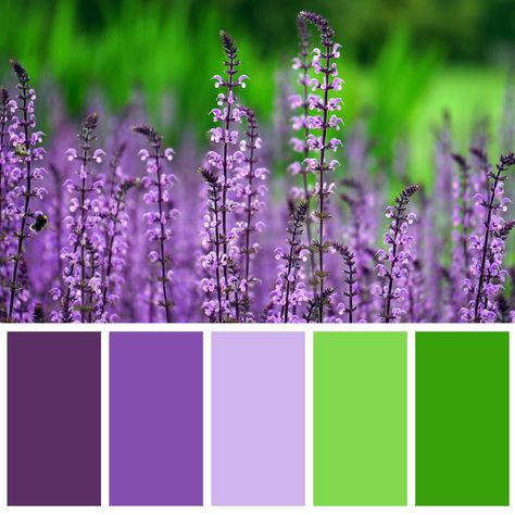 Colours: Photo Plant Pallet, Seeds Color, Purple Color Palettes, Paint Color Schemes, Lavender Green, Brand Color Palette, Design Seeds, Color Harmony, Colour Board