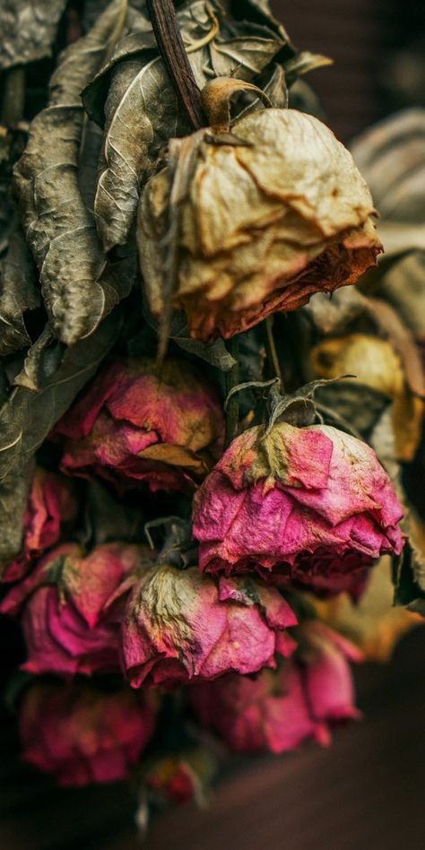 Wilted Flowers, Drying Roses, Cottagecore Aesthetic, Flower Phone Wallpaper, Rose Wallpaper, Natural Forms, New Wallpaper, Flowers Photography, Beautiful Roses