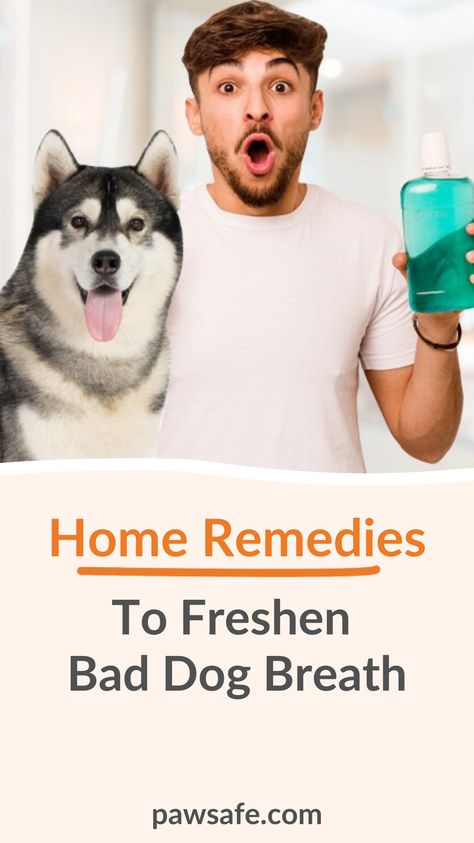 It never hurts to incorporate some natural and safe home remedies into our dog’s daily care. Here are some top DIY homemade tips to help dogs with bad breath. #dogbadbreath #homeremediesfordogbadbreath #dogdental Diy Dog Toothpaste For Bad Breath, Diy Dog Dental Water Additive, Dog Bad Breath Remedy, Dog Breath Remedy, Diy Dog Toothpaste, Remedies For Bad Breath, Stinky Dog Breath, Bad Dog Breath, Essential Oils Dogs